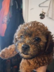 Shih-Poo Puppies for Sale!!!