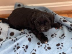 Shitzu-toy poodle puppies for sale