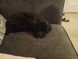 4 month old male Shih-Poo