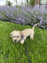 Shih-Poo puppy for sale