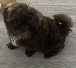 Shihpoo for sale