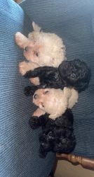 3 Shih-Poo puppies