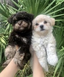 Only 2 ShihPoos left!