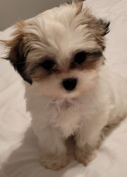 Adorable Shihpoo Puppy ready to join your home