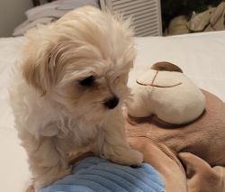 Adorable Shihpoo puppy ready to join your home