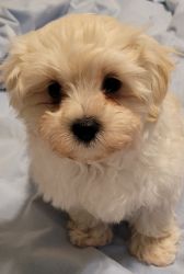 Adorable Shihpoo boy ready for your home