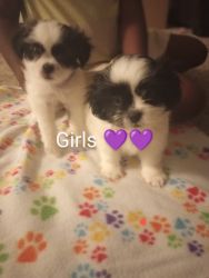 Shihpoo puppies for sell