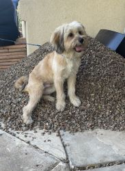 Looking to re-home 7month old male Shih-poo puppy