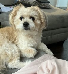 Almost 2 year old Shitzu-Pomeranian in need of home asap!