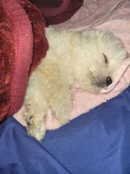 Male shihpoo puppy