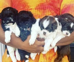 Shih poos 3 males & one female will be ready for new home 8/18