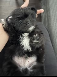 Adorable male puppy