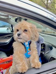 1 year old Shih-poo for sale