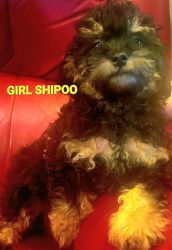 Shihpoos ready for rehoming