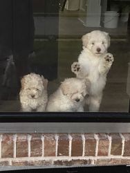 Shih-Poo Male puppies
