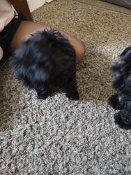 Shih-poo for sale very small and adorable all black boy and bla girl