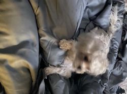 SELLING MY SHIHPOO PUPPY