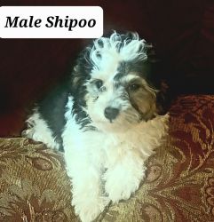 Shihpoos for rehoming