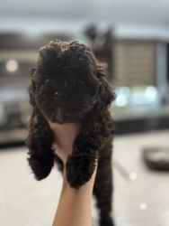 Shih poo puppy for sale
