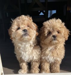 Puppies - Shih Poos