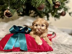 Small Shihpoo Puppy