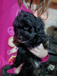 Shih poo pups ready for forever home