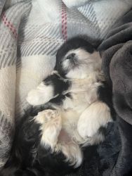 Female Shih-poo’s ready for their new home.
