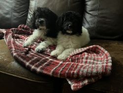 Rehoming shihpoo puppies