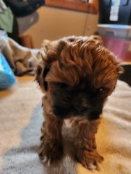 Shizpoo puppies for sale 2 males and one female