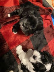Shih poo Puppies/ Born Jan 12