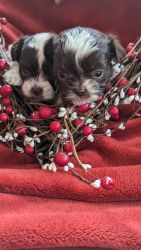 Shih poo puppies for sale in Indiana