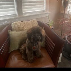 Shih-Poo looking for home