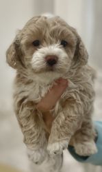 Shichon Puppies For Sale
