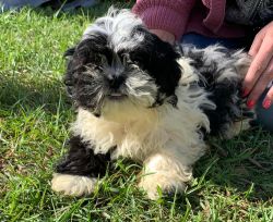 3 Shihpoo Puppies Male and Female