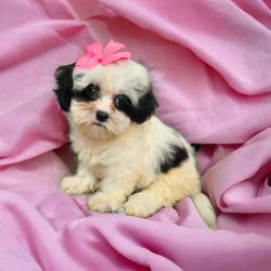 Adorable Shih-Poo puppy for sale