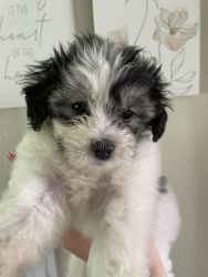 Gorgeous Shih Tzu / Poodle Puppies Anxiously Awaiting Amazing Families