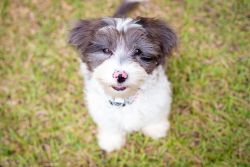 Cute Shih-poo puppy for sale