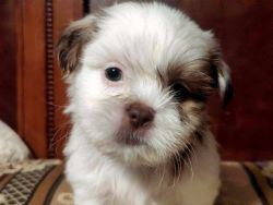 male shih poo puppy born May 19, 2023