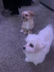 shitzu and mini poodle puppies!