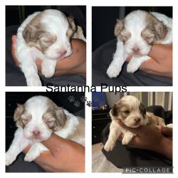 Shihpoo’s Puppies