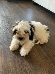 Shih-Poo puppies for sale