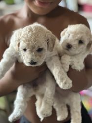 Shipoo beautiful puppies looking for their forever home