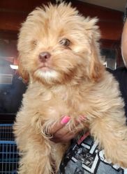 SHIHPOO FOR SALE