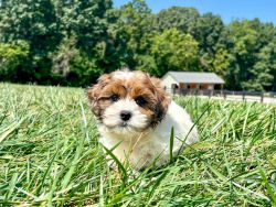 10 week Shih-Poo for sell