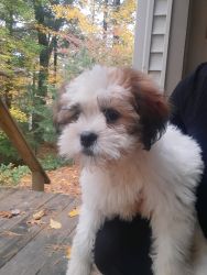Sweet Shihpoo female ready for her forever home
