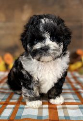 Lucy adorable shih-poo puppy!