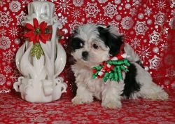 Last Available Shih-Poo Puppies