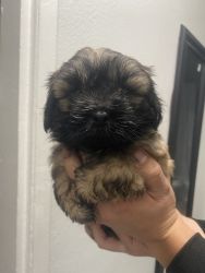 Shih tzu mix with poodle