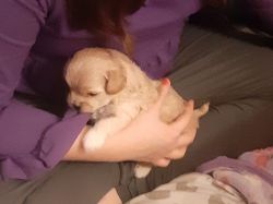 Male and Female Shih poo puppies for sale