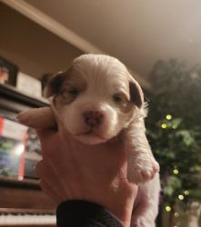 Second Generation Shih Poo Puppies Available 2/25